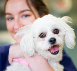 Neutering your dog