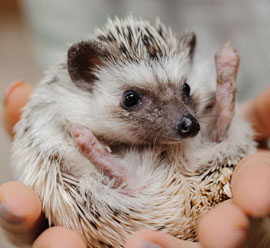 Small furries and exotic pets
