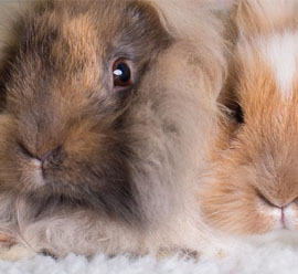 Neutering your rabbit