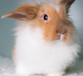 What to feed your rabbit